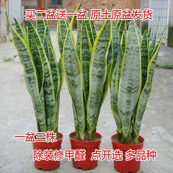 虎皮兰盆盆植物栽室内栽金边虎尾兰盆栽花卉吸甲醛包邮白玉虎皮兰