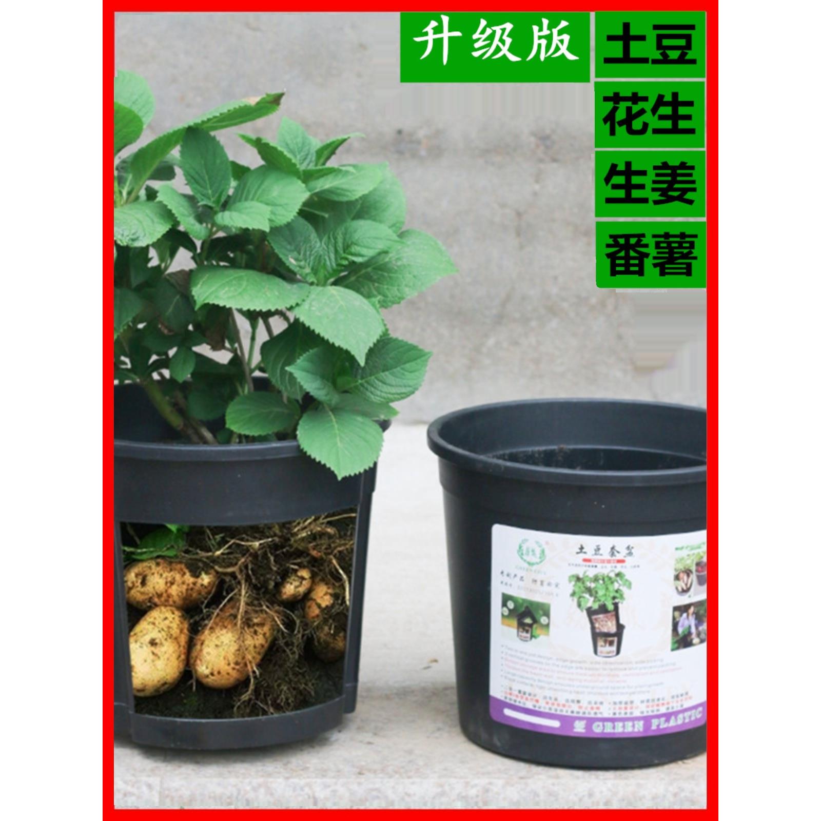 韭菜种植用箱家庭阳台土豆生姜种植加仑桶根块茎多功能蔬菜神器盆