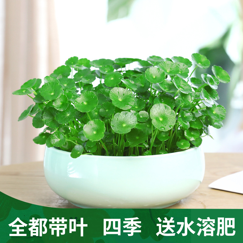 水培植物草金钱草铜钱带叶子室内水养花卉绿植盆栽办公四季好养活