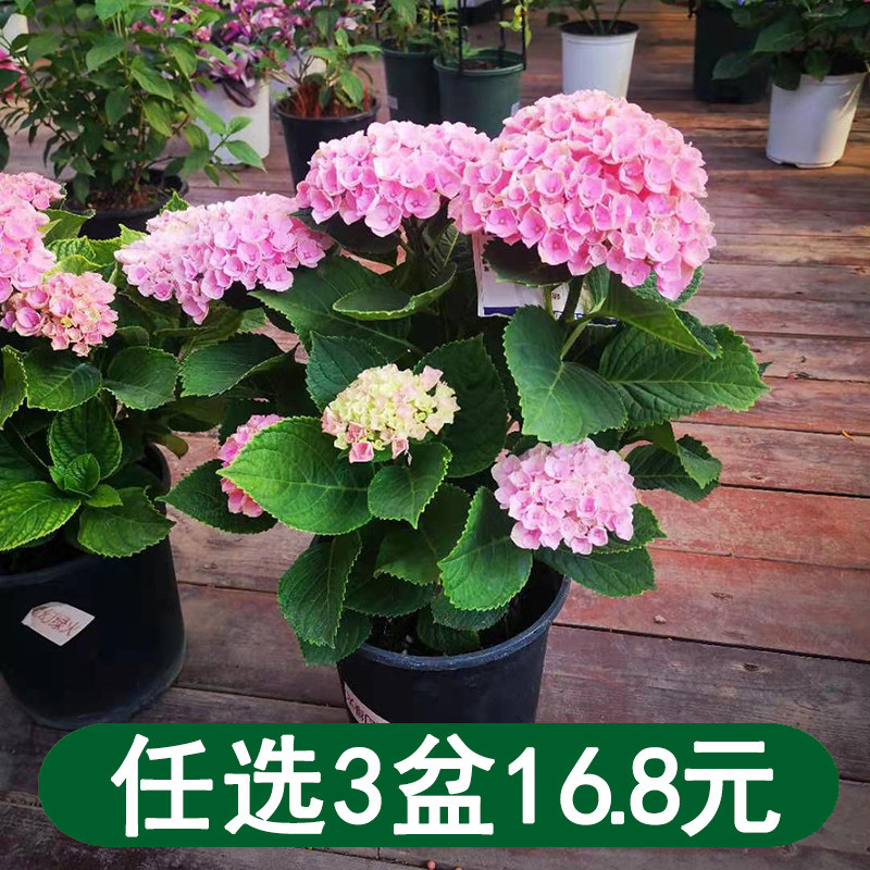绣球花苗带花盆栽四季开花室内植物花卉阳台好养活无尽夏老桩树苗