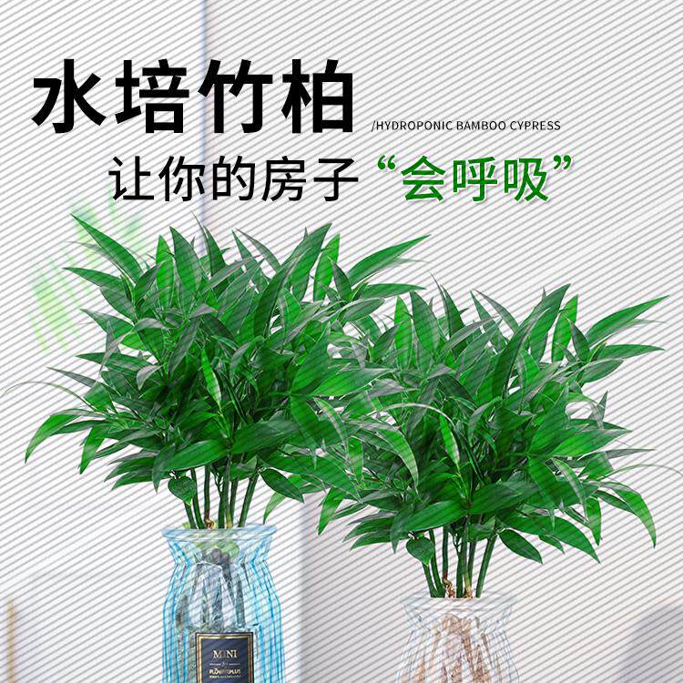 竹柏水培植物室内水养绿植花卉盆栽办公室桌面常青草好养