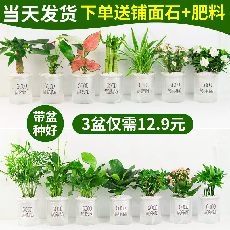 绿植盆栽室内花卉好养发财树办公室文竹栀子花绿萝水培小植物多肉