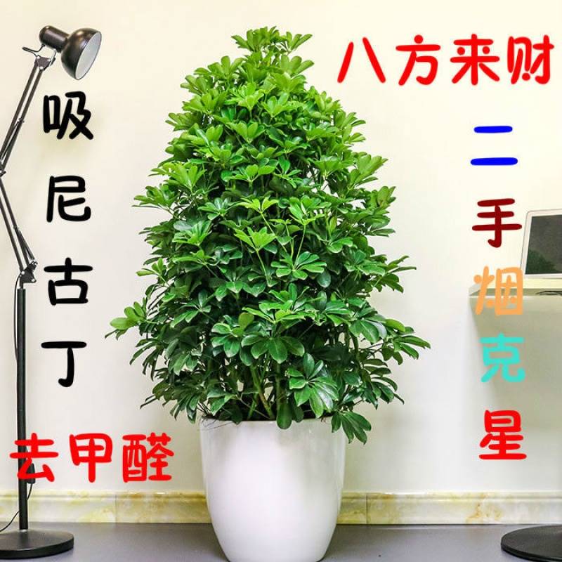 二手烟克鸭脚木室内星客厅盆栽花卉绿植发财树鸭掌木植物去甲醛