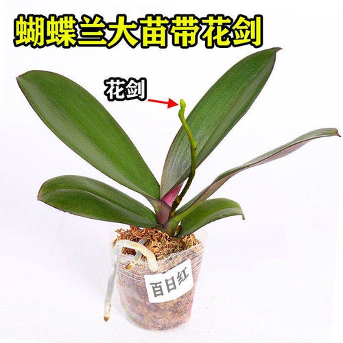 蝴蝶兰花花剑带花苗带苞盆栽兰花大苗客厅室内植物花卉四季好养活