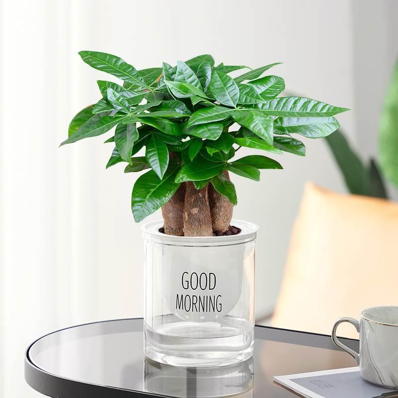 发财树盆室内办植物栽公室好养绿植水培小盆栽客厅大盆景四季常青