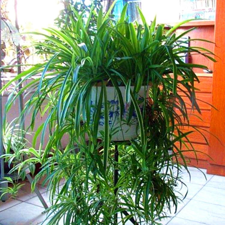 大金边金吊兰植物心室内垂吊吸甲醛净化空气水培绿植盆栽花卉四季
