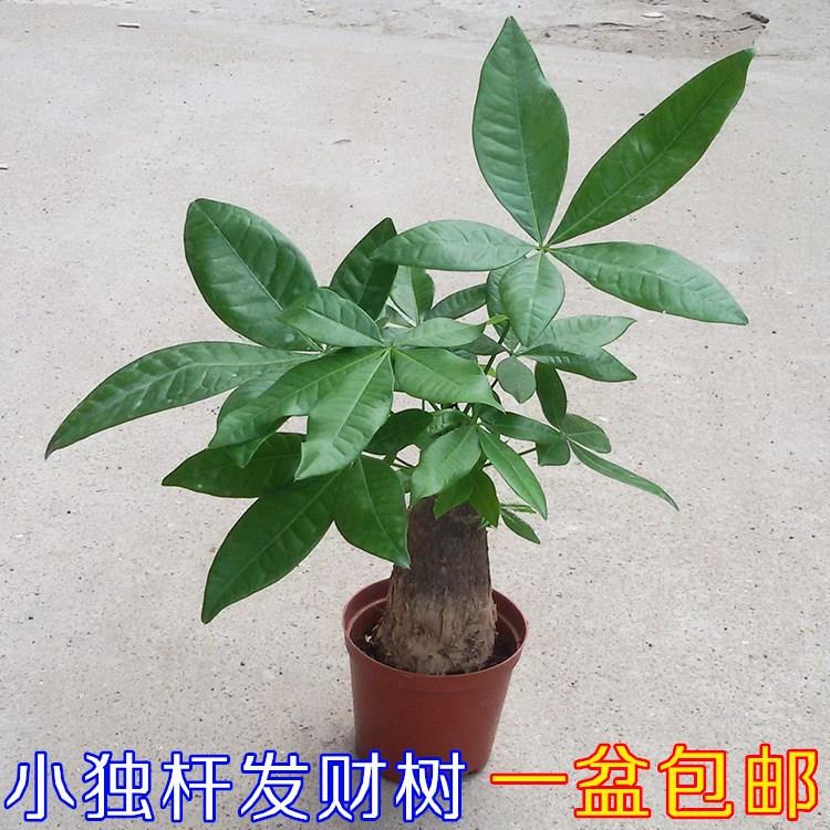 独杆小发财迷树苗桌面你盆栽花卉绿植室内招财树小盆景带盆栽好