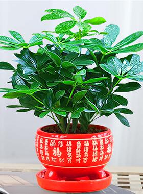 八方来财鸭脚四季木常青办公室内阳台绿植盆栽花卉发财树苗招财树