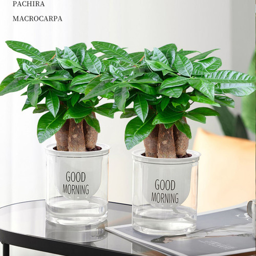 水培发财盆栽植物树小办公室内三杆原生招财好养盆景花卉绿植摆件