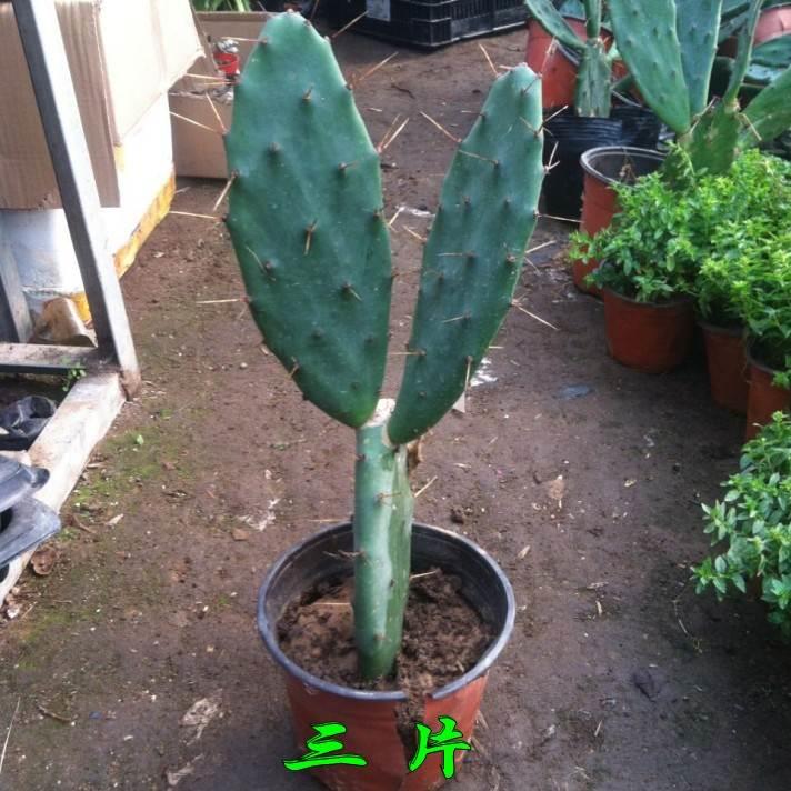 仙人掌盆嫁接蟹爪兰栽开花令箭荷花叶片苗美容黄大刺植物包邮