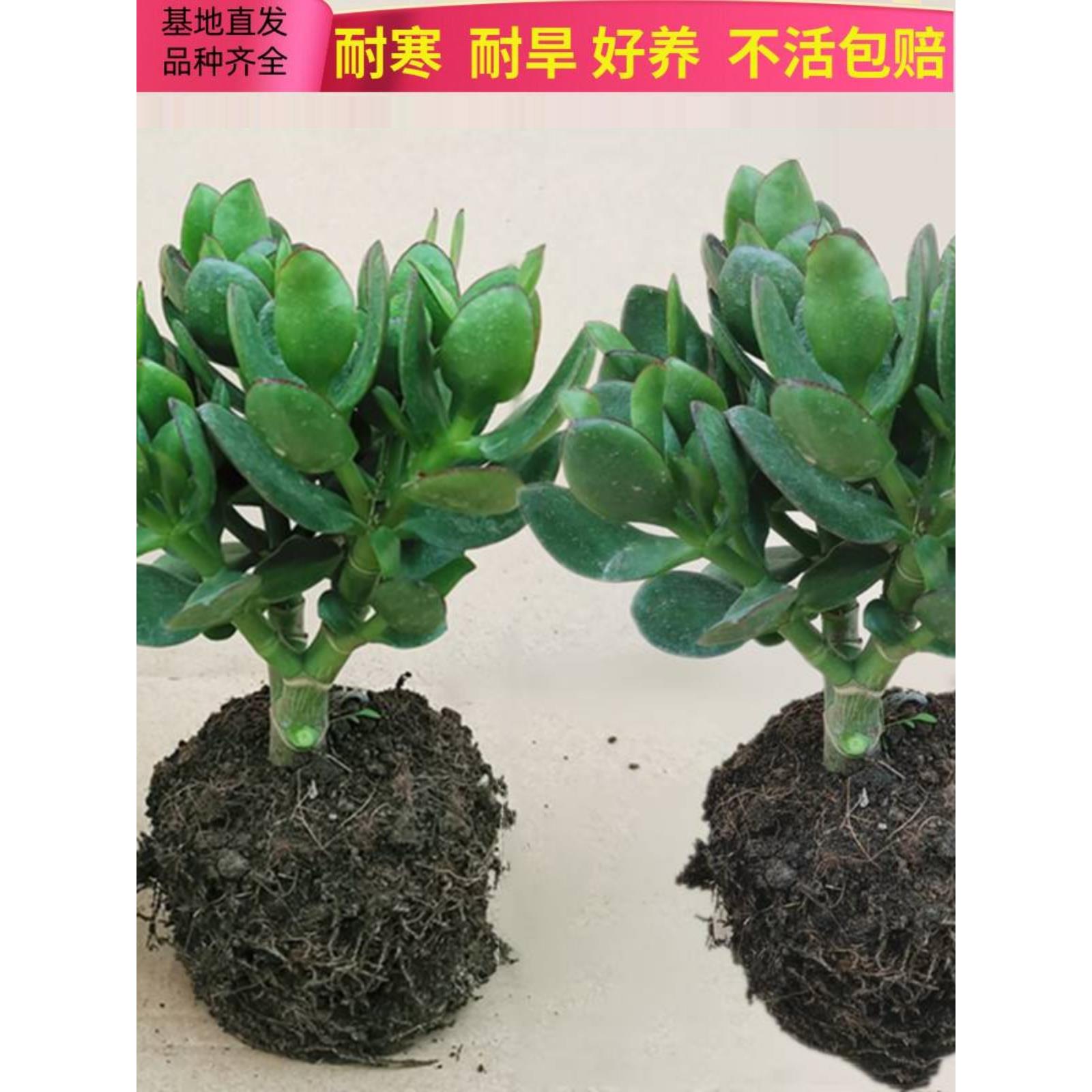 玉树盆栽大叶红边老桩玉树树苗精品多肉植物大颗好养室内花卉绿植