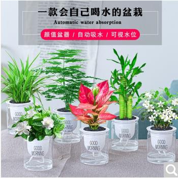 发财树绿桌栀子植花卉面小盆栽芦荟多肉植物水培绿萝办公室内好养