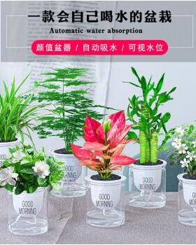 发财树绿桌栀子植花卉面小盆栽芦荟多肉植物水培绿萝办公室内好养