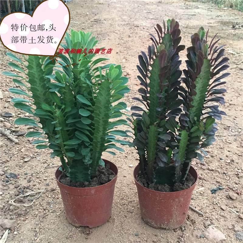 新款客厅防辐射阳台多肉植物巴西青红龙骨室内旺宅易养仙人柱盆栽