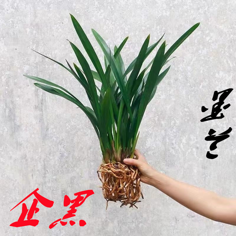 兰花盆栽墨兰兰花企黑 室内四季好养植物 净化空气盆景吸甲醛绿植