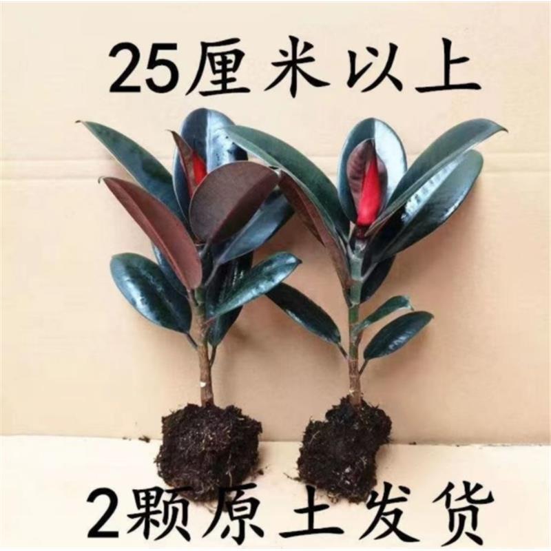 黑金刚橡皮树家庭盆栽室内客厅四季长青花卉净化空气绿色观叶植物