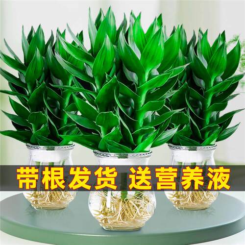 观音竹带转运富贵竹根水培花卉植物盆栽室内办公室客厅绿植节节高
