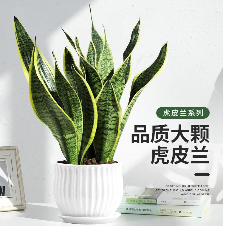 金边虎皮兰绿植水盆栽培花卉植物客厅好养办公室内吸甲醛矮虎尾兰