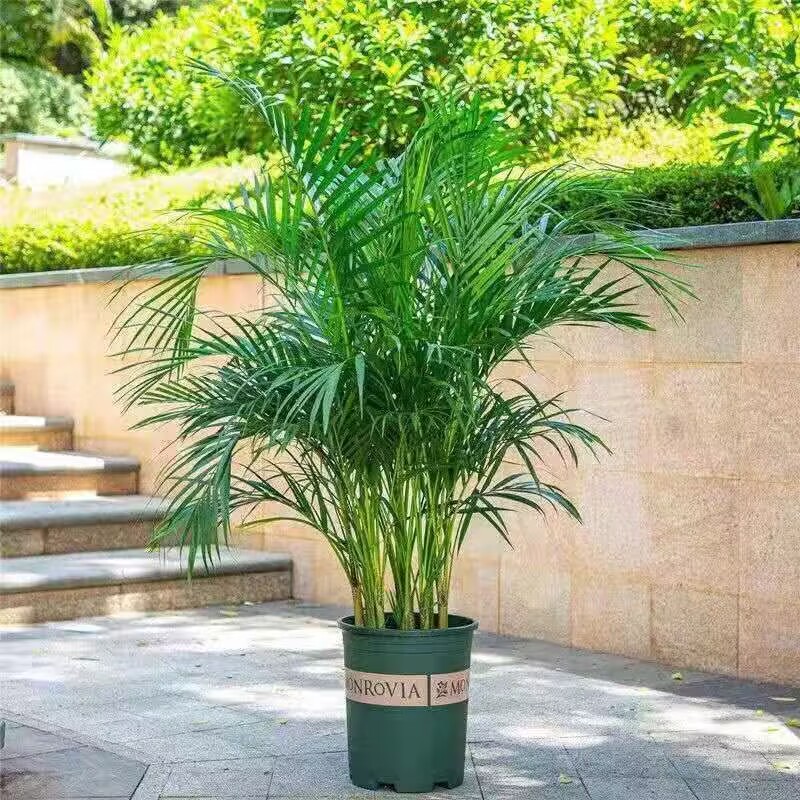 富贵椰子大凤尾竹盆栽型散尾葵植物盆栽网红绿植净化空气美化室内