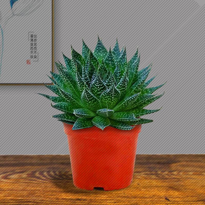 繁星多肉植物盆栽雪花波露芦荟不夜城桌面绿植好养常青防