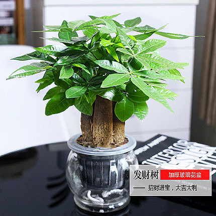 发财树小盆栽绿植花卉物办公室内吸甲醛绿萝文竹水培发财树好养