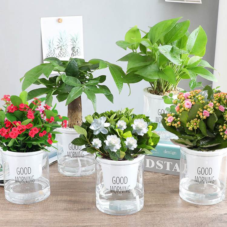 绿萝箩吊兰花卉发财树盆栽绿植办公室内小多肉植物除甲醛水培好养
