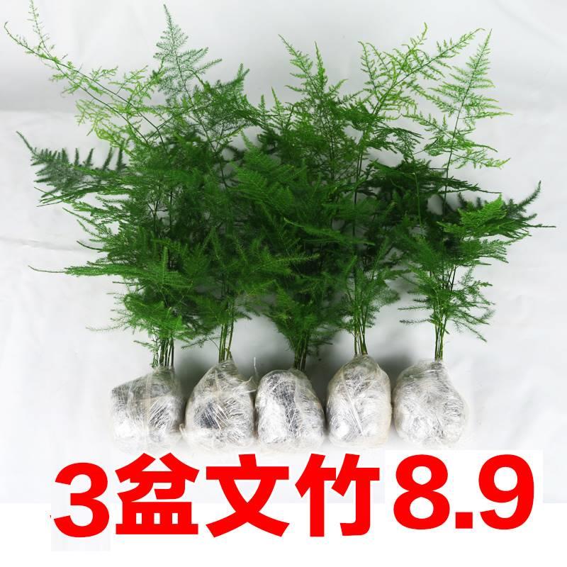 文竹盆栽办公植物室内室绿植花卉老根好养盆景四季水培矮文竹小苗