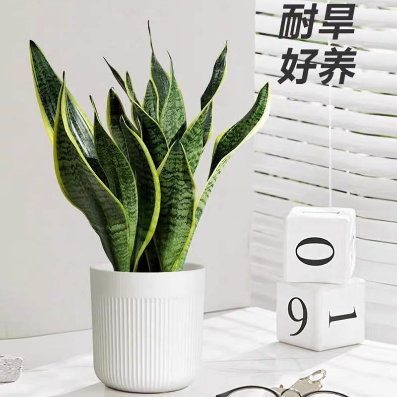 虎皮兰绿植内好办公室养多肉植物金边虎尾兰花卉客厅水培懒人盆栽