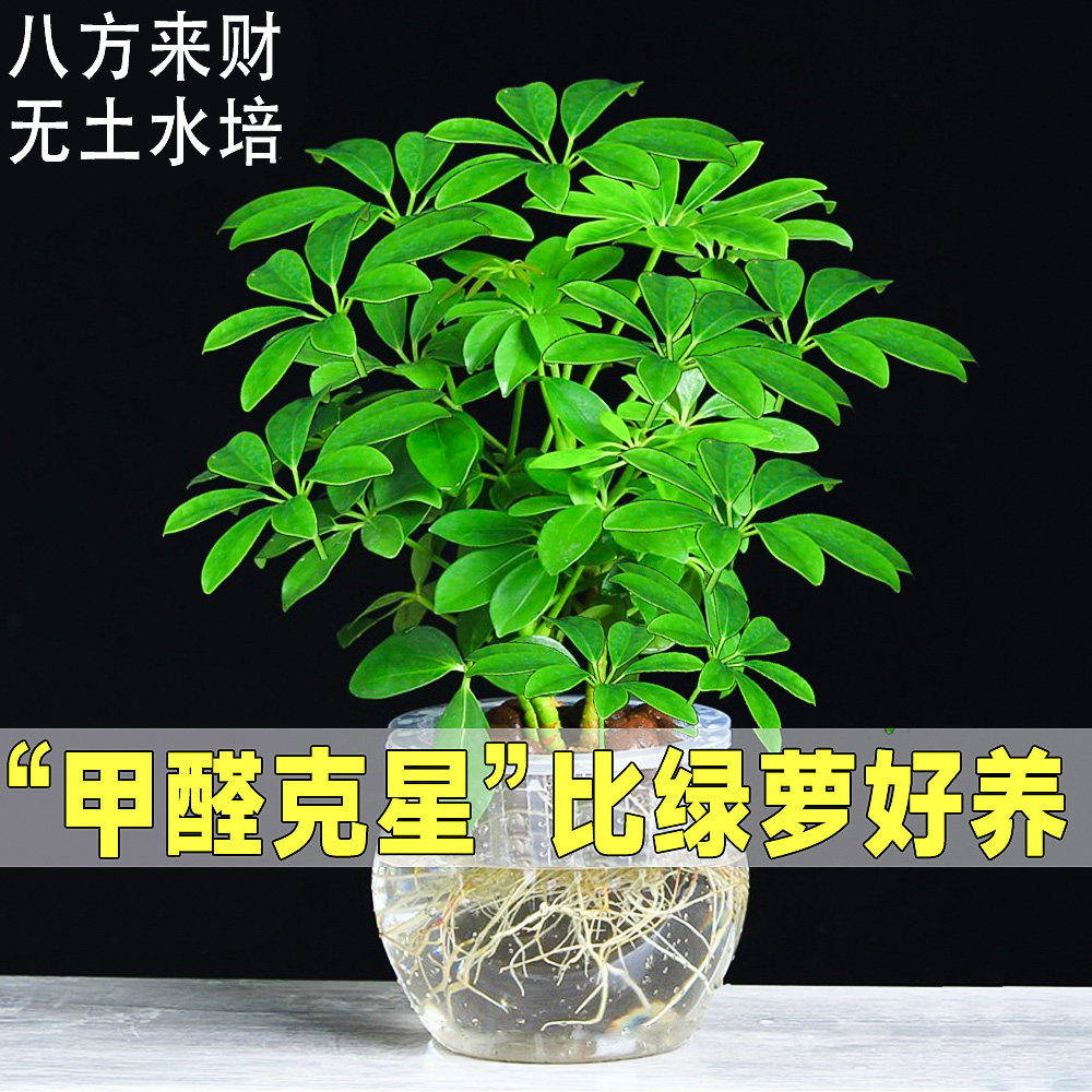 七叶莲水培盆栽树招财植物八方来财鸭脚木室内绿植花卉发财树水养
