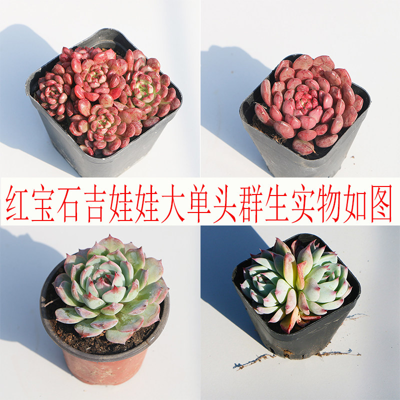 红宝石吉娃娃植物多肉大颗群生带多肉植物