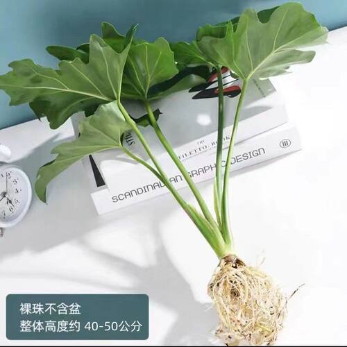 春雨绿植植物花卉盆栽室内易养活龟背竹无土纯羽水培植物室内好养