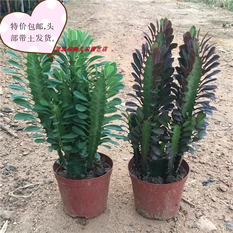 龙骨盆栽防辐射吸室内甲醛净化空气旺宅易养活耐旱大戟科多肉植物