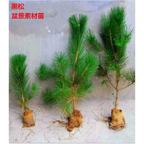 绿化苗木日本小苗黑松庭院黑松苗黑松树苗四季常青盆景植物松树苗