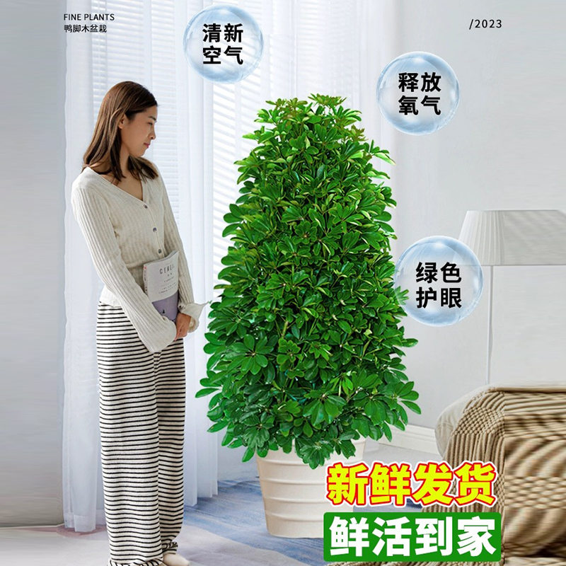 鸭脚木盆客厅室内栽绿植花卉八方来财鸭掌木耐寒植物七叶莲发财树