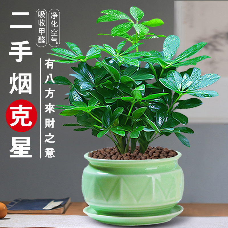 七叶莲招植物水培财树盆栽水栽鸭脚木老桩室内盆景属虎小绿植花卉