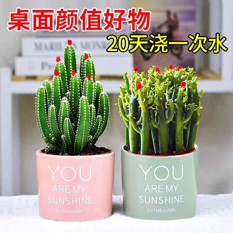 聚财山多仙人掌肉植物盆栽肉肉办公室桌面绿植吸甲醛小盆栽