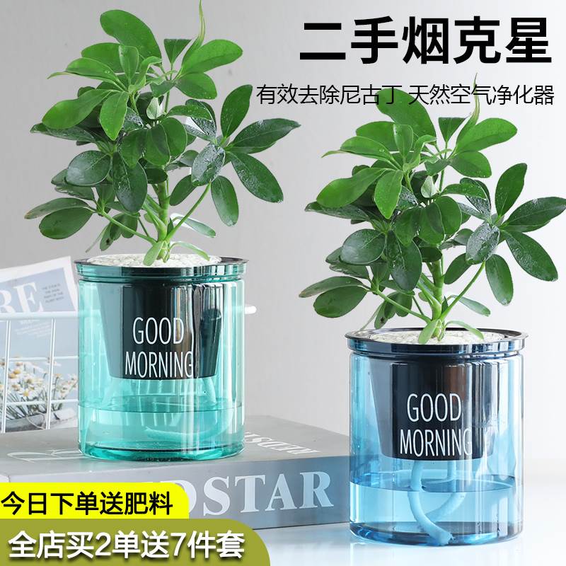 七叶莲水培招财树盆栽植物八方来财鸭脚木室内绿植花卉发财树水养