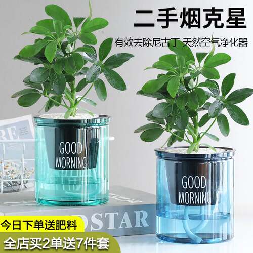 七叶莲水培招财树盆栽植物八方来财鸭脚木室内绿植花卉发财树水养