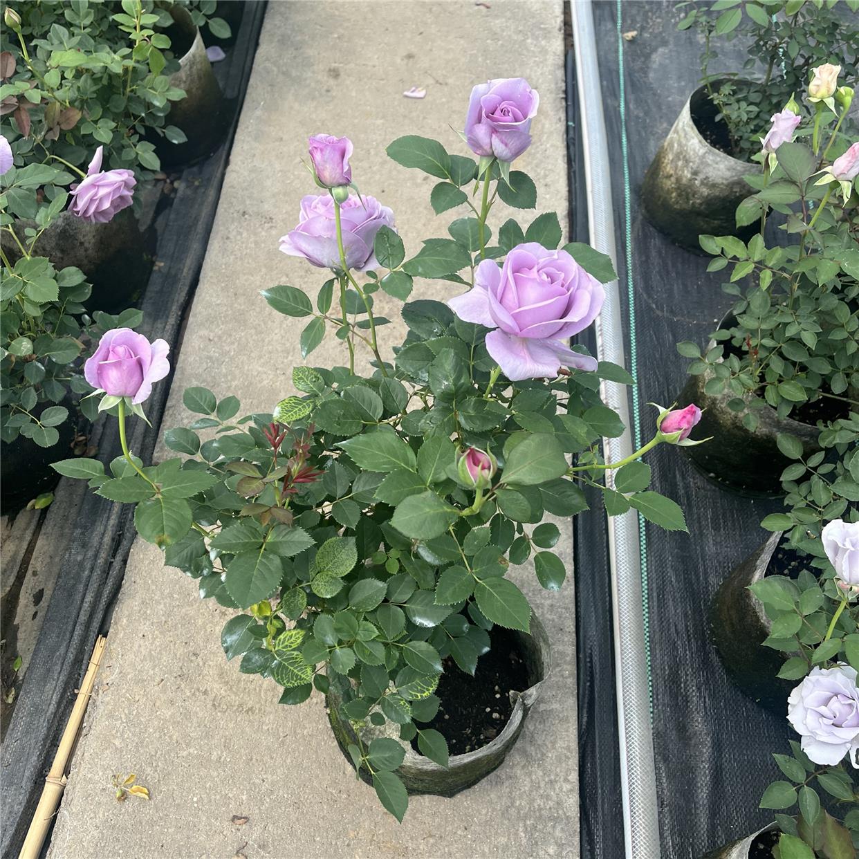蓝色风暴玫瑰欧月阳台花四季开花月季花苗四季盆栽带花苞发货庭院