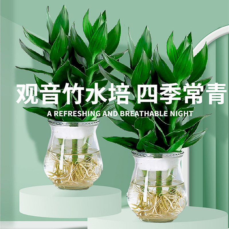 观音竹富贵竹植物水培带根花卉绿植绿萝室内盆栽转运竹带花瓶好养