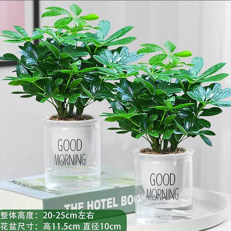 鸭脚木盆室内栽绿萝箩花卉绿植水培植物四季好养发财树苗吸除甲醛