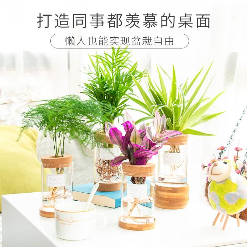 发财树绿室内栀子花萝绿植盆栽办公室桌面吊兰吸甲醛自吸水培植物