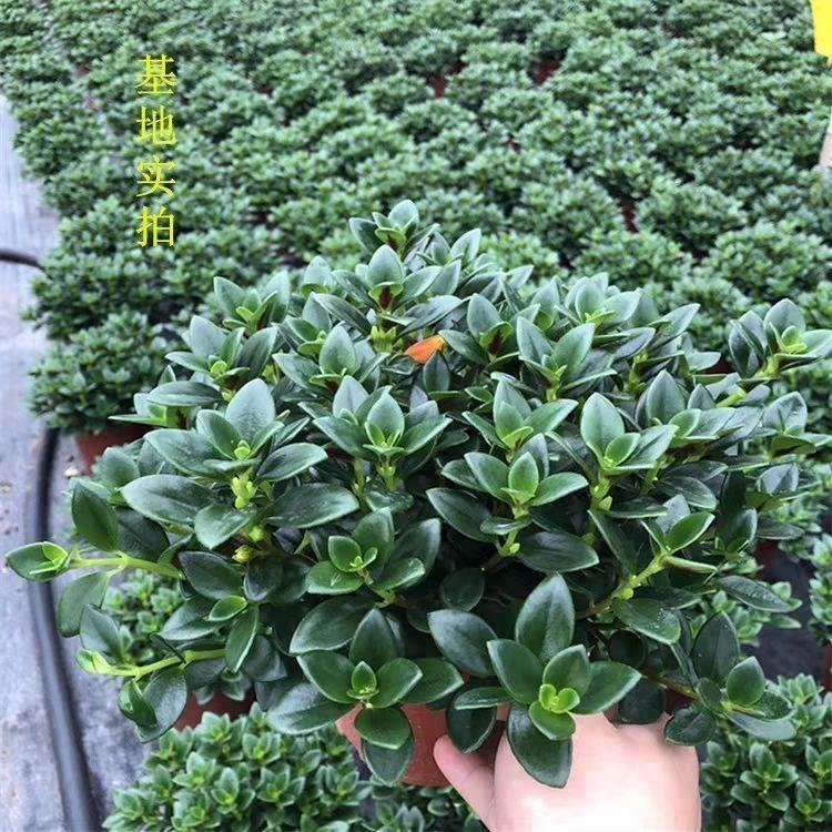 【四季开】金鱼花混色花金鱼吊兰盆栽室内植物绿植花卉吸甲醛好养