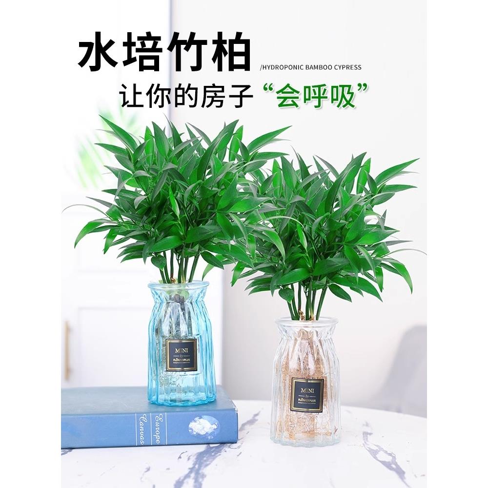 水培驱蚊富贵竹竹水养植物竹柏办公室内好养绿植花卉盆栽四季常青