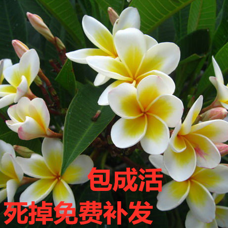 包邮鸡蛋花树苗红盆栽黄多色好养鸡蛋花树苗珍贵绿植开花香包成活