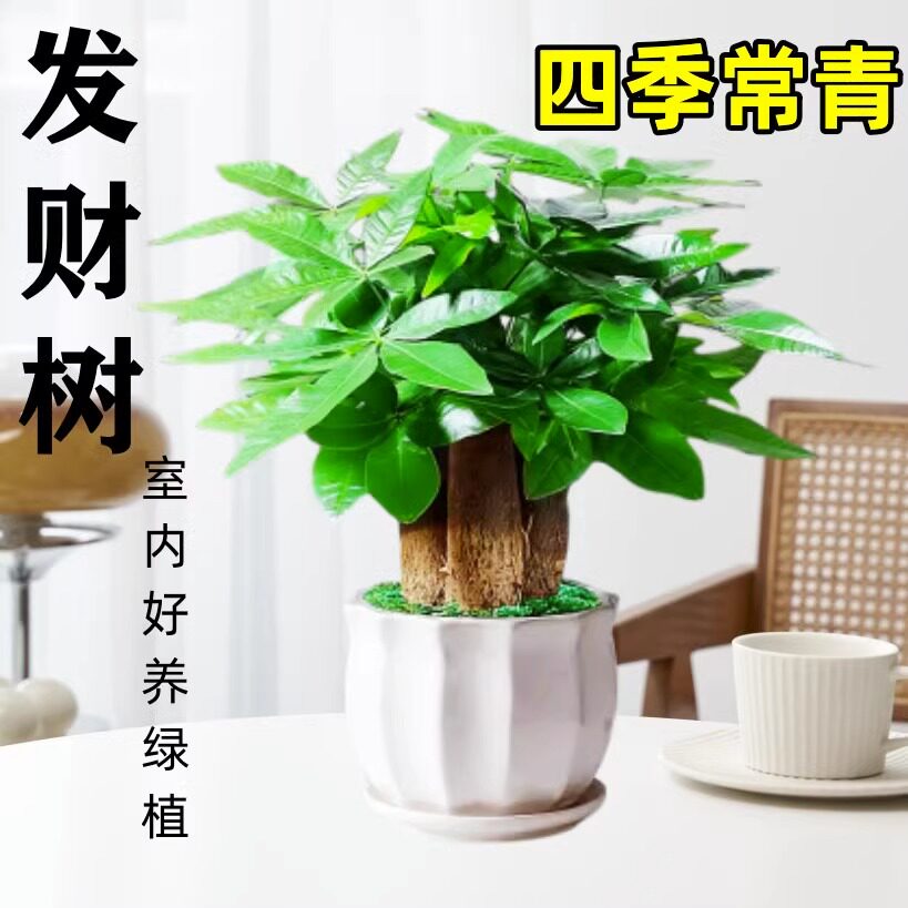 发财树绿植物萝箩花卉室内花水培绿植多肉好养小盆栽吸除甲醛