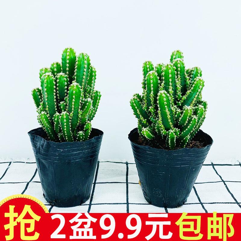 万重山多仙人掌植物肉球办公室室内好养肉肉绿植花卉盆栽防辐射