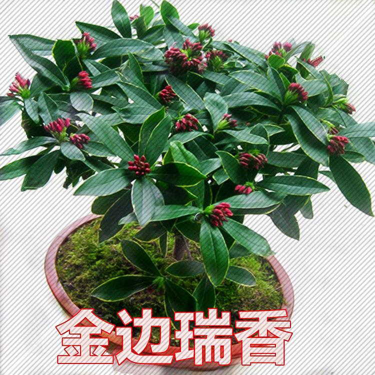 金边瑞香盆栽浓香型不带花苞室内老桩客厅观花植物耐寒花卉