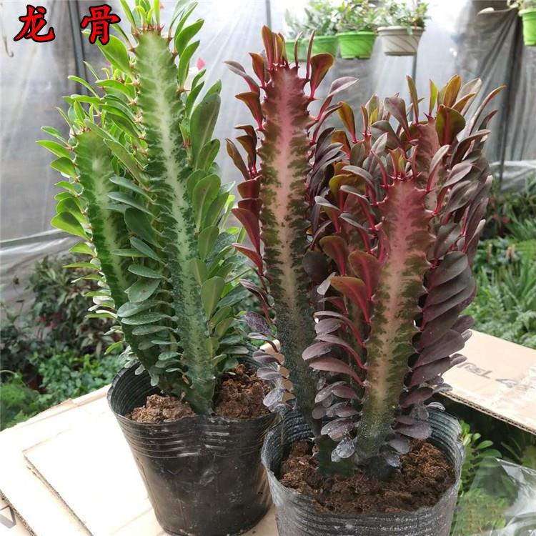 青龙骨紫仙红龙骨多肉人掌科彩玉麒麟掌红麒麟室内盆栽植物防辐射