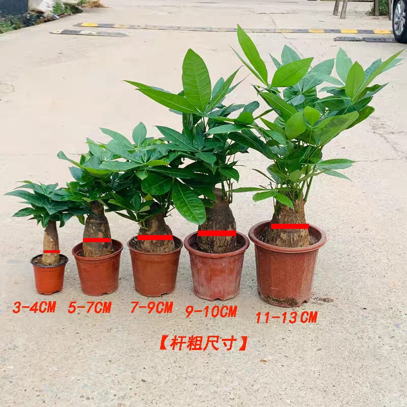 发财树小室内植苗盆栽物办公室桌面招财树盆景四季常青好养活绿植